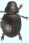 Tesarius caelatus 